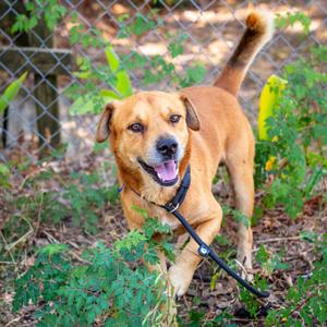 Moomin, Chow Chow, adult, available for adoption