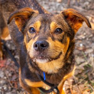 Bosco, Dachshund, adult, available for adoption