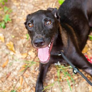 Oboe, Schnauzer, adult, available for adoption