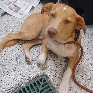 Cradley Booper, Shepherd, Australian, adult, available for adoption