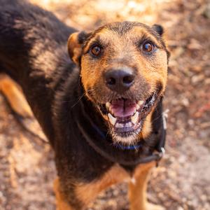 Johnny Rico, Schnauzer, senior, available for adoption