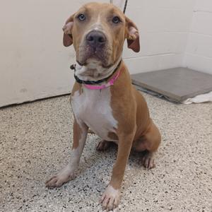 A brown and white dog sitting on a speckled floor, wearing a pink collar.