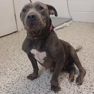 a gray dog with a white chest sitting on a speckled floor
