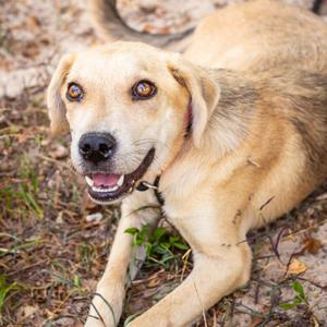 Honeybun, Retriever, Labrador, adult, available for adoption