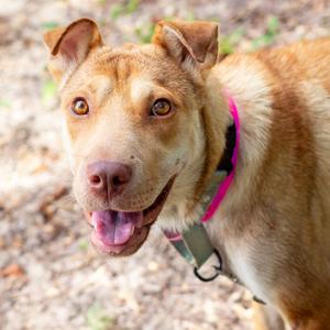 Ms. Brisby, Chinese Shar-Pei, adult, available for adoption