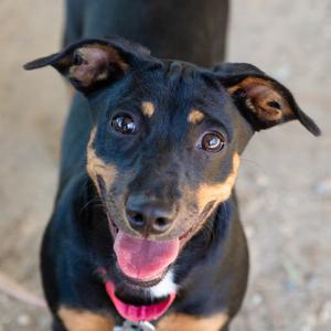Jin, Dachshund, adult, available for adoption