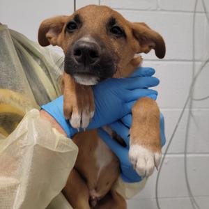 Fox in Socks, Black Mouth Cur, available for adoption