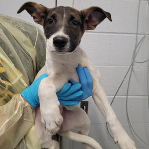 A small puppy with a white and brown coat is being held by a person wearing blue gloves. The puppy has large ears and a black nose. The background is a plain white wall.