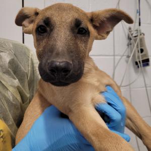 Flat Stanley, Black Mouth Cur, available for adoption