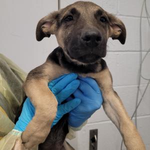 Frankenstein, Black Mouth Cur, available for adoption