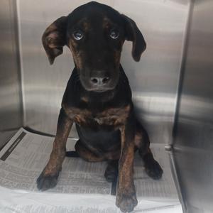 A black and brown dog sitting on a newspaper inside a metal enclosure.