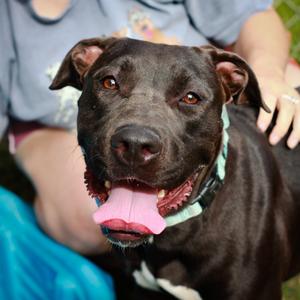 Glitter Dumpling, Mastiff, adult, available for adoption