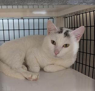 A white cat with black markings on its head is lying down inside a cage. The cat has green eyes and is looking directly at the camera.