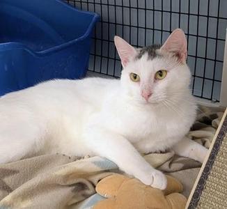 Gravy, adult, available for adoption