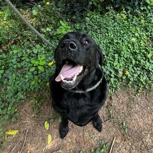 Waylon, Black Labrador Retriever, adult, available for adoption