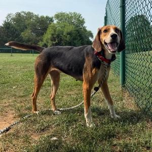 Cherry, Hound, adult, available for adoption