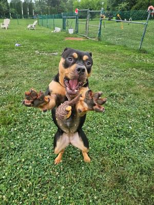 Squishy, Rottweiler / Pit Bull Terrier, adult, available for adoption
