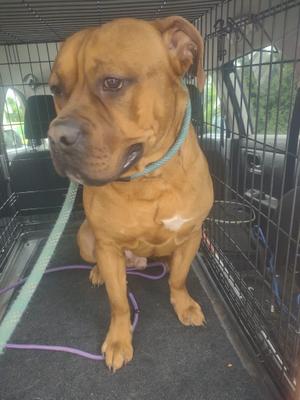 Diesel, American Bully, adult, available for adoption