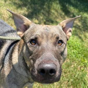 Chavalo, Kishu, young, available for adoption
