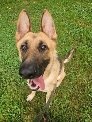Angel, German Shepherd Dog, adult, available for adoption