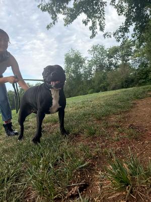 Moonpie, Pit Bull Terrier, senior, available for adoption