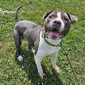 Stud Muffin, American Bully, adult, available for adoption