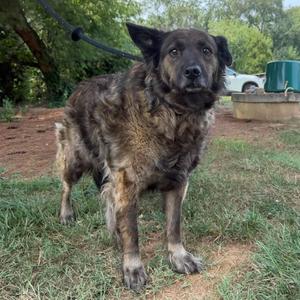 Lucy, Australian Shepherd / Collie, senior, available for adoption