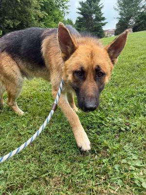 Rico, German Shepherd Dog, adult, available for adoption