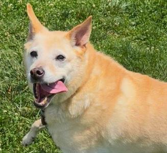 Duke, Labrador Retriever / Husky, senior, available for adoption