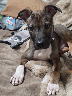 Monopoly, German Shepherd Dog Mix, young, available for adoption