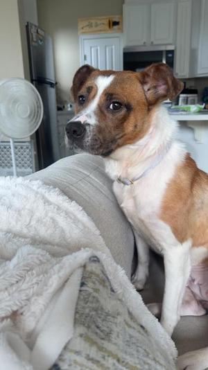 Cardi B, Shetland Sheepdog Mix, adult, available for adoption