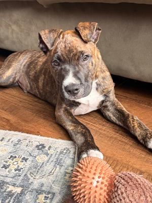 Wiggums, Pit Bull Terrier Mix, puppy, available for adoption