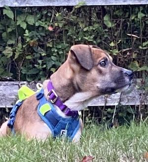 Scrabble, German Shepherd Dog Mix, young, available for adoption