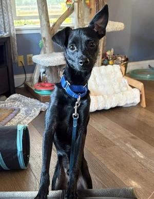 Rudder, Chihuahua - Smooth Coated Mix, young, available for adoption