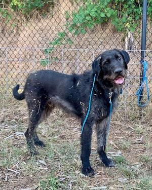 Monkey, Irish Wolfhound Mix, adult, available for adoption