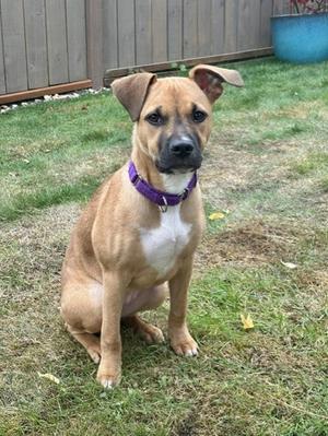 A brown and white dog with a purple collar sitting on grass in a backyard.