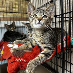 Amaranth, kitten, available for adoption