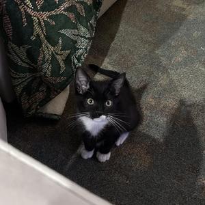 Camel, kitten, available for adoption