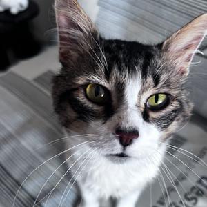 Arcturus, adult, available for adoption