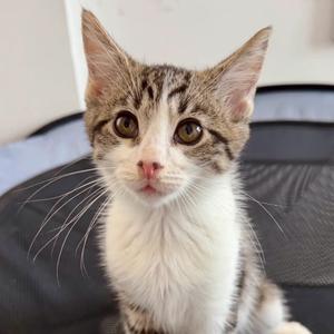 Circlet, kitten, available for adoption