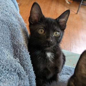 Black Pearl, kitten, available for adoption