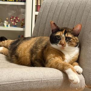 Apple Cider, adult, available for adoption