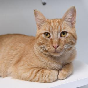 An orange tabby cat lying on a white surface