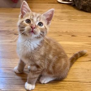 Burrito, kitten, available for adoption