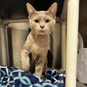 Breadcrumb, young, available for adoption