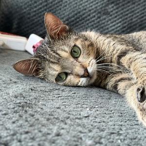 A tabby cat with green eyes lying on a gray carpet.