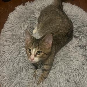 A gray tabby cat with green eyes lying on a fluffy gray rug.