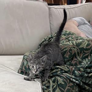 Alpaca, kitten, available for adoption