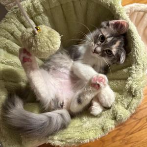 Anneliese, kitten, available for adoption