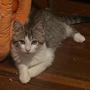 Anchor, kitten, available for adoption